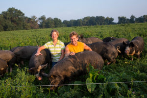 mirror-image-farms-pigs-in-field