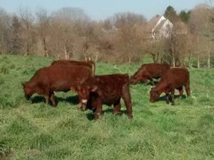 products-pasture-feed-beef