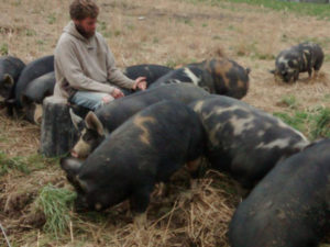 products-pasture-feed-pork