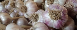Product-page-main-garlic-replacement-photo