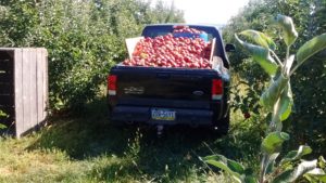 Last year's apple harvest was a bin buster.  This year's hasn't been to bad either.  Apples tend to have an on year and then and off year.  I guess they're breaking the rules this year.  These apples are drops from local orchards that we feed to the pigs.