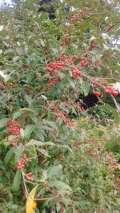 Autumn berries at the home farm in Quarryville. Hope to market these next year.