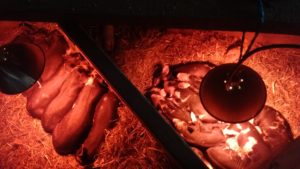 Sophia's litter on the right and 7 older weened piglets on the left. Everyone keeping warm under the heat lamps on a very cold day.