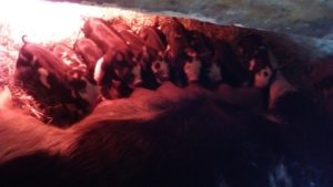 Breakfast time for Sophia's latest litter of 11. She had 12 but one died shortly after birth.