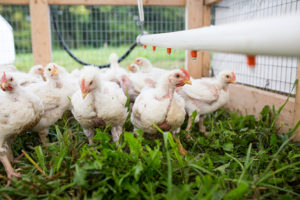 mirror-image-farms-turkeys-grass