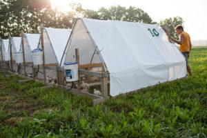 mirror-image-farms-turkeys-tents