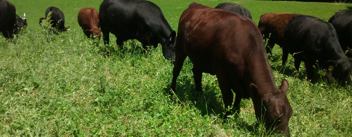 Meat CSA – Sign up for the next season